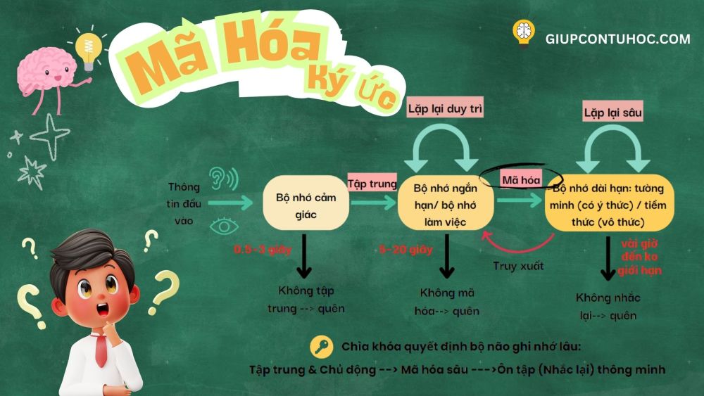 Mã hóa thông tin quyết định việc lưu trữ và truy xuất thông tin.